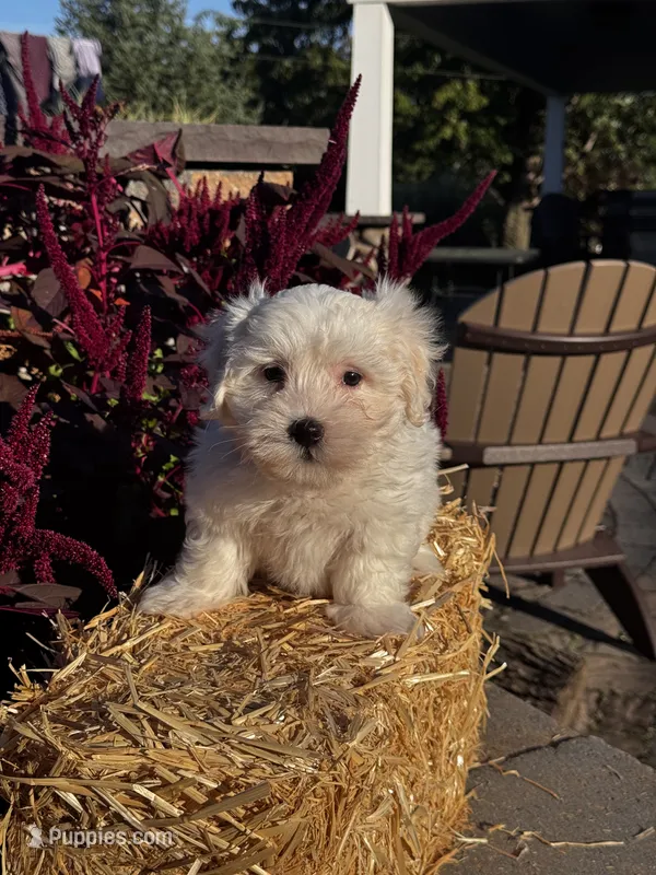 Chippy – Coton de Tulear puppy for sale in Seneca Falls, NY