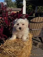 Chippy, a male Coton de Tulear for sale in Seneca Falls, NY – 1 of 6
