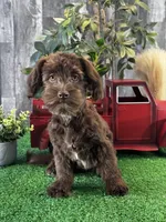 Hanna , a female Havanese for sale in Seneca Falls, NY – Photo 2 of 3