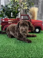 Hanna , a female Havanese for sale in Seneca Falls, NY – Photo 3 of 3