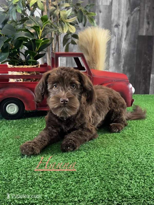 Hanna  – Havanese puppy for sale in Seneca Falls, NY