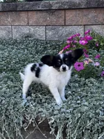 Rachel, a female Papillon for sale in Seneca Falls, NY – 2 of 3