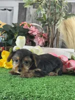 Yanita, a female Yorkshire Terrier for sale in Seneca Falls, NY – 4 of 6