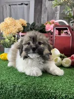 Hiro, a male Havanese for sale in Seneca Falls, NY – 3 of 5