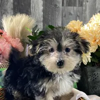 Timmy, a male Morkie for sale in Seneca Falls, NY – Photo 1 of 5