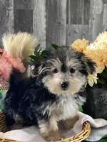 Timmy, a male Morkie for sale in Seneca Falls, NY – Photo 1 of 5