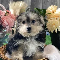 Timmy, a male Morkie for sale in Seneca Falls, NY – Photo 3 of 5