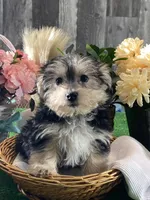Timmy, a male Morkie for sale in Seneca Falls, NY – Photo 3 of 5