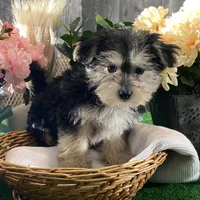 Timmy, a male Morkie for sale in Seneca Falls, NY – Photo 5 of 5