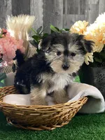 Timmy, a male Morkie for sale in Seneca Falls, NY – Photo 5 of 5