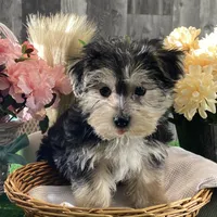 Timmy, a male Morkie for sale in Seneca Falls, NY – Photo 2 of 5