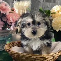 Timmy, a male Morkie for sale in Seneca Falls, NY – Photo 4 of 5