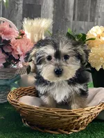 Timmy, a male Morkie for sale in Seneca Falls, NY – Photo 4 of 5