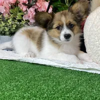 Ricky, a male Papillon for sale in Seneca Falls, NY – Photo 3 of 7