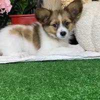 Ricky, a male Papillon for sale in Seneca Falls, NY – Photo 5 of 7