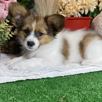 Ricky, a male Papillon for sale in Seneca Falls, NY – Photo 1 of 7