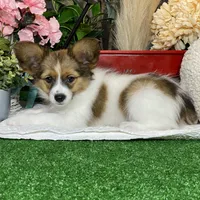Ricky, a male Papillon for sale in Seneca Falls, NY – Photo 7 of 7