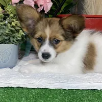 Ricky, a male Papillon for sale in Seneca Falls, NY – Photo 2 of 7