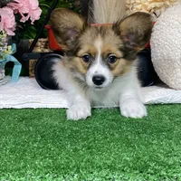 Ricky, a male Papillon for sale in Seneca Falls, NY – Photo 6 of 7