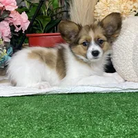 Ricky, a male Papillon for sale in Seneca Falls, NY – Photo 4 of 7