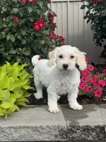 Labanon, a male Lhasa Apso and Coton de Tulear for sale in Seneca Falls, NY – 2 of 6