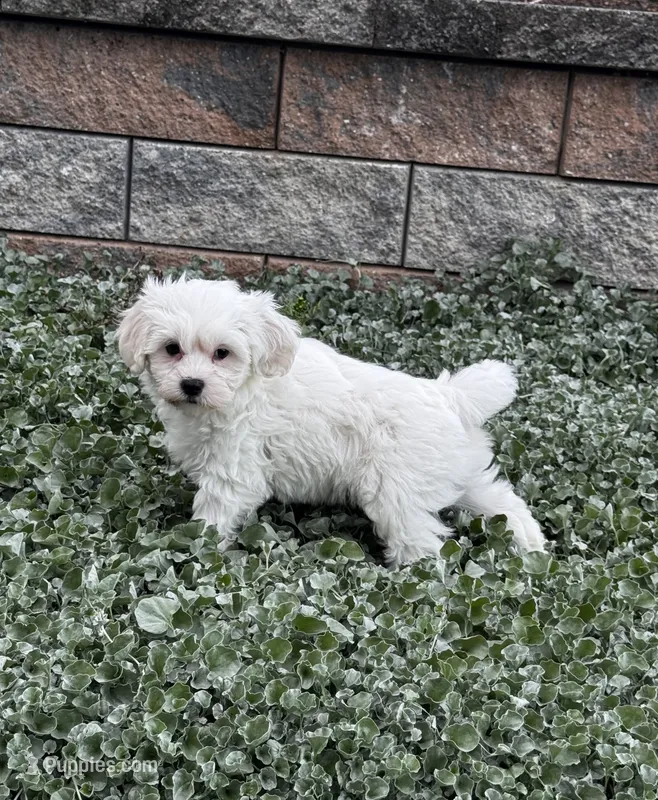 Jimmy  – Shih Tzu, Poodle - Toy  puppy for sale in Seneca Falls, NY