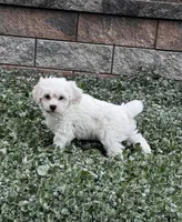 Jimmy , a male Shih Tzu and Poodle - Toy  for sale in Seneca Falls, NY – 1 of 7