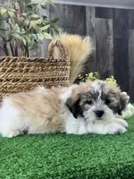 Lucky , a male Bichon Frise and Lhasa Apso for sale in Seneca Falls, NY – 5 of 5