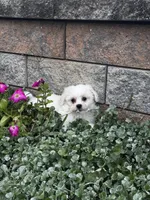 June , a female Shih Tzu and Poodle - Toy  for sale in Seneca Falls, NY – 6 of 7