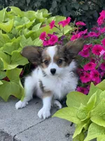 Rudy , a male Papillon for sale in Seneca Falls, NY – 2 of 5
