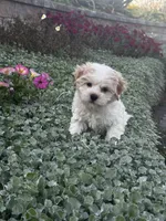 Hamilton , a male Havanese for sale in Seneca Falls, NY – 2 of 6