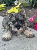 Mc. Donald , a male Miniature Schnauzer for sale in Seneca Falls, NY – 2 of 5