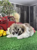 Hiro, a male Havanese for sale in Seneca Falls, NY – 4 of 5