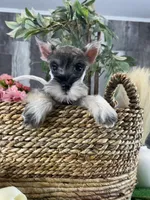 Mimi, a female Miniature Schnauzer for sale in Seneca Falls, NY – 2 of 5