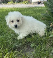 Bear, a male Bichpoo for sale in Seneca Falls, NY – 4 of 10