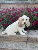 Ceaser, a male Cocker Spaniel for sale in Seneca Falls, NY – 2 of 4