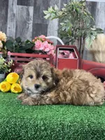 Hero, a male Havanese for sale in Seneca Falls, NY – 7 of 7
