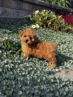 Paisley , a female Poodle - Toy  for sale in Seneca Falls, NY – 6 of 6