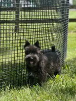 Kiki, a female Miniature Schnauzer for sale in Seneca Falls, NY – 7 of 9