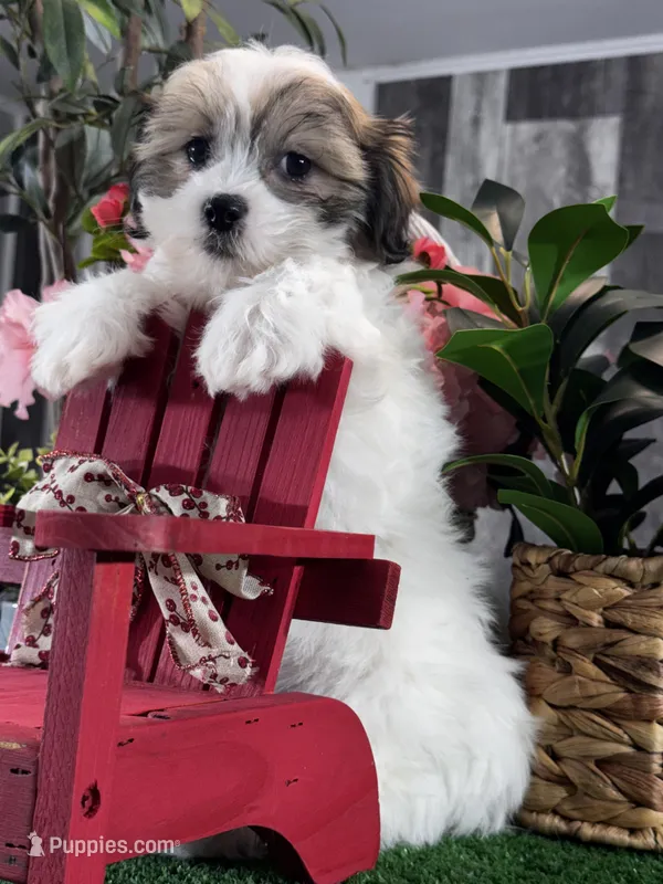 Jazzy – Bichon Frise, Shih Tzu puppy for sale in Seneca Falls, NY
