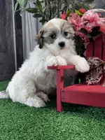 Jazzy, a female Bichon Frise and Shih Tzu for sale in Seneca Falls, NY – Photo 4 of 4