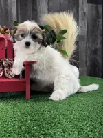 Jazzy, a female Bichon Frise and Shih Tzu for sale in Seneca Falls, NY – Photo 2 of 4