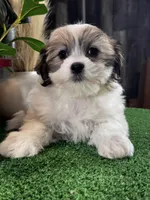 Jazzy, a female Bichon Frise and Shih Tzu for sale in Seneca Falls, NY – Photo 3 of 4