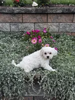 Jimmy , a male Shih Tzu and Poodle - Toy  for sale in Seneca Falls, NY – 7 of 7