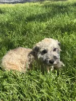 Henry , a male Havanese for sale in Seneca Falls, NY – 4 of 6