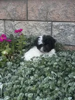 Holly, a female Havanese for sale in Seneca Falls, NY – 4 of 5