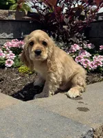 Chief, a male Cocker Spaniel for sale in Seneca Falls, NY – 5 of 8
