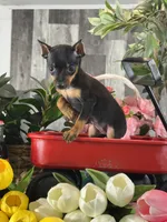 Queenie🪼, a female Miniature Pinscher for sale in Seneca Falls, NY – 4 of 4