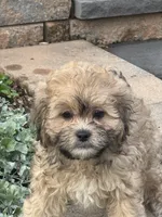 Xena, a female Shihpoo for sale in Seneca Falls, NY – 4 of 6