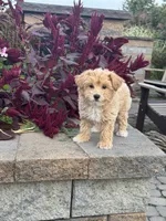 Muffin, a female Maltipoo for sale in Seneca Falls, NY – 6 of 7
